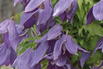 Waldrebe 'Violet Lampion' ('Orion') - Clematis 'Violet Lampion' ('Orion')