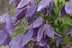Waldrebe 'Violet Lampion' ('Orion') - Clematis 'Violet Lampion' ('Orion')