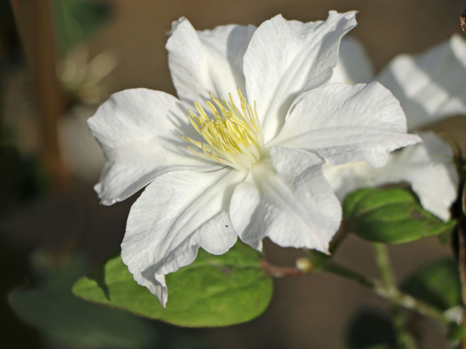Waldrebe 'White Arabella'
