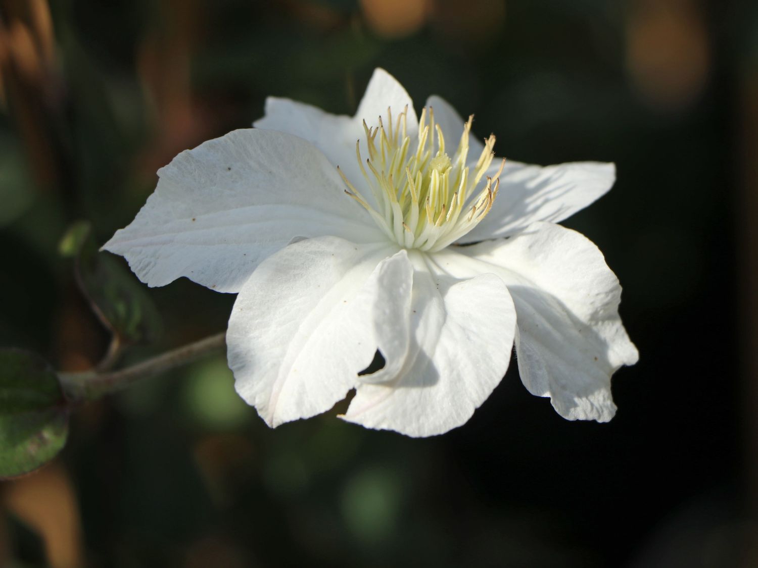 Waldrebe 'White Arabella' - Clematis diversifolia 'White Arabella'