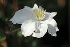 Waldrebe 'White Arabella' - Clematis diversifolia 'White Arabella'