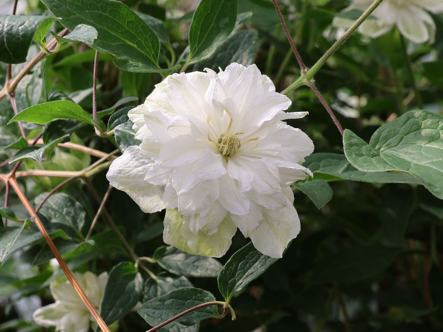 Waldrebe 'White Arabella' - Clematis diversifolia 'White Arabella'