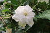 Waldrebe 'White Arabella' - Clematis diversifolia 'White Arabella'
