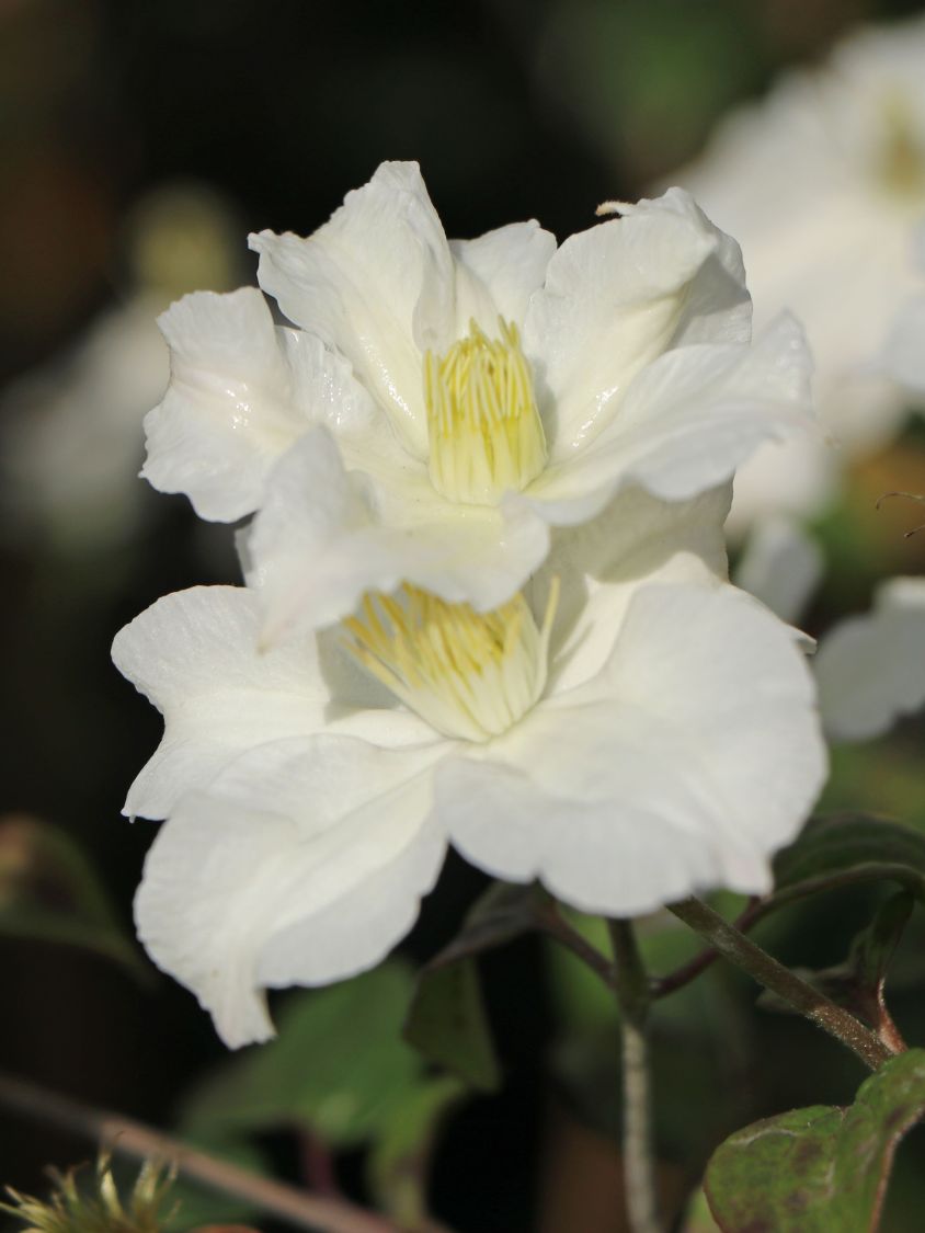 Waldrebe 'White Arabella' - Clematis diversifolia 'White Arabella'