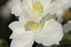 Waldrebe 'White Arabella' - Clematis diversifolia 'White Arabella'