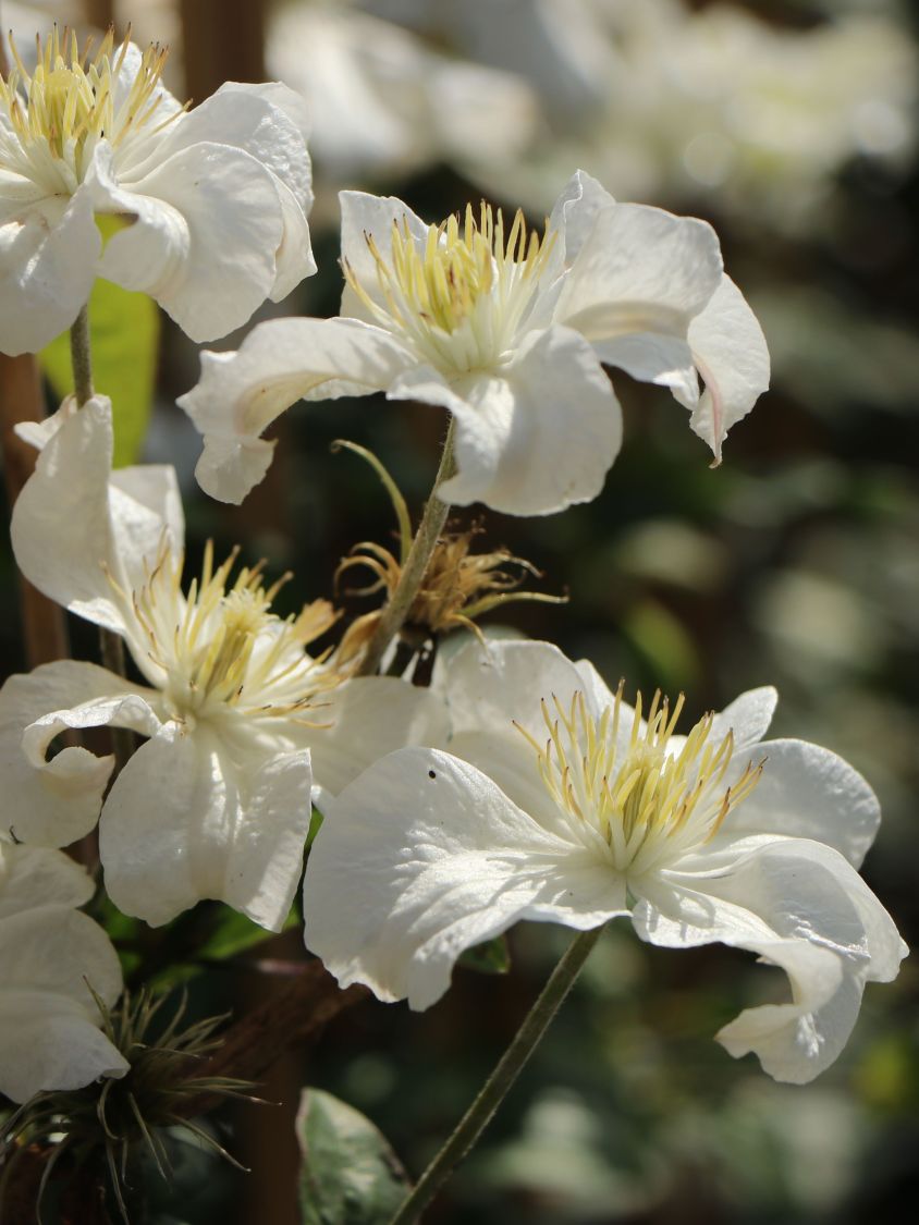 Waldrebe 'White Arabella' - Clematis diversifolia 'White Arabella'