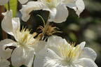 Waldrebe 'White Arabella' - Clematis diversifolia 'White Arabella'