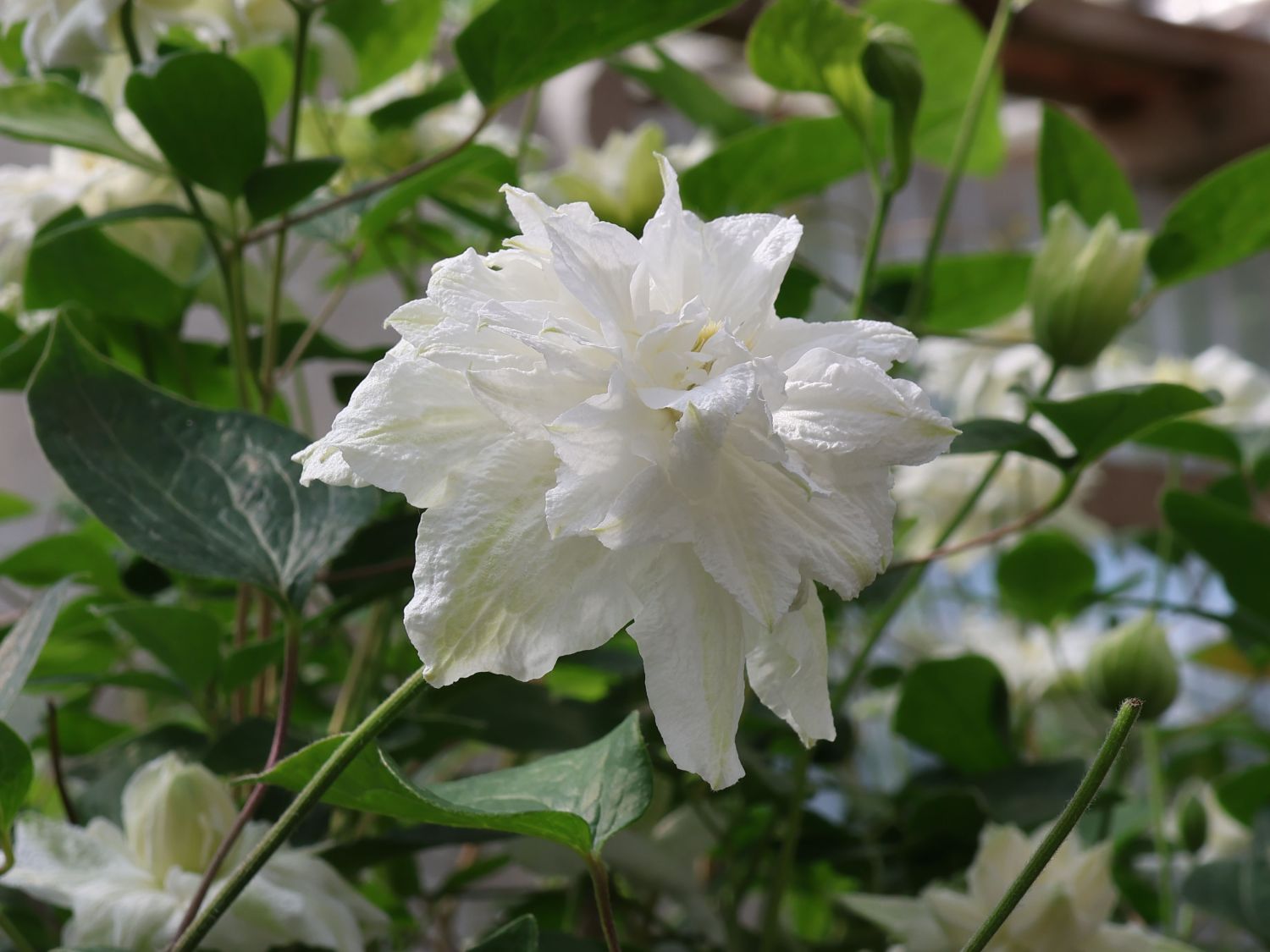 Waldrebe 'White Arabella' - Clematis diversifolia 'White Arabella'