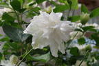Waldrebe 'White Arabella' - Clematis diversifolia 'White Arabella'