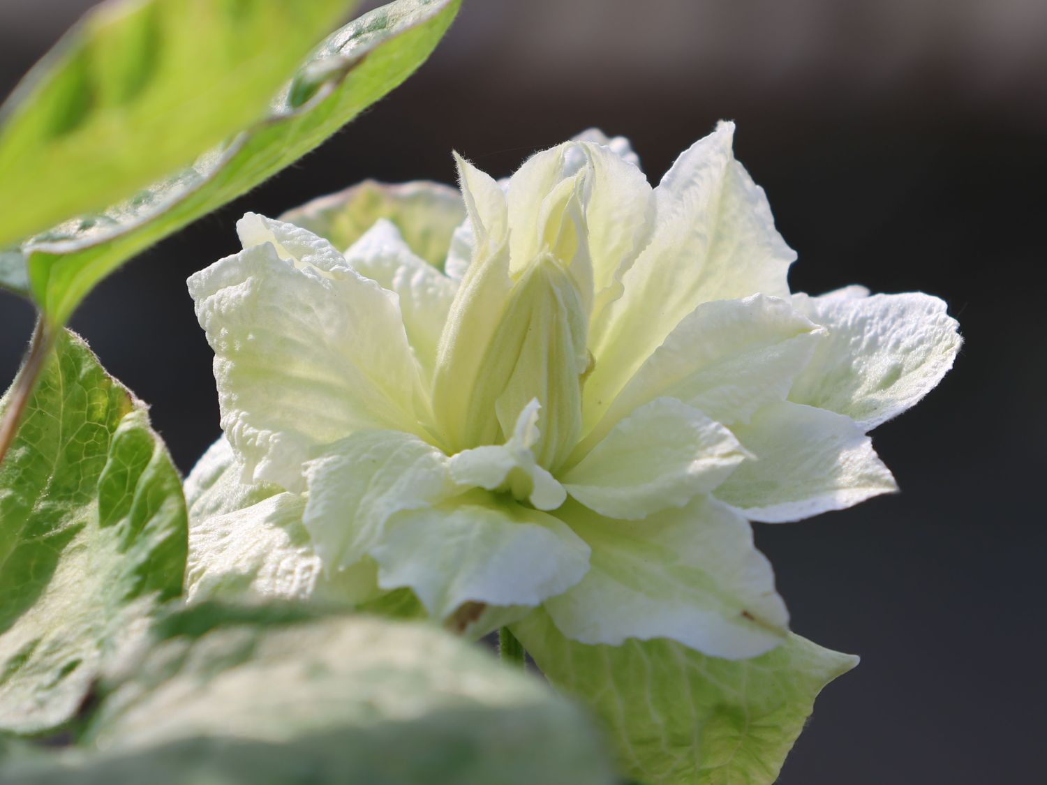 Waldrebe 'White Arabella' - Clematis diversifolia 'White Arabella'