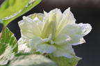Waldrebe 'White Arabella' - Clematis diversifolia 'White Arabella'