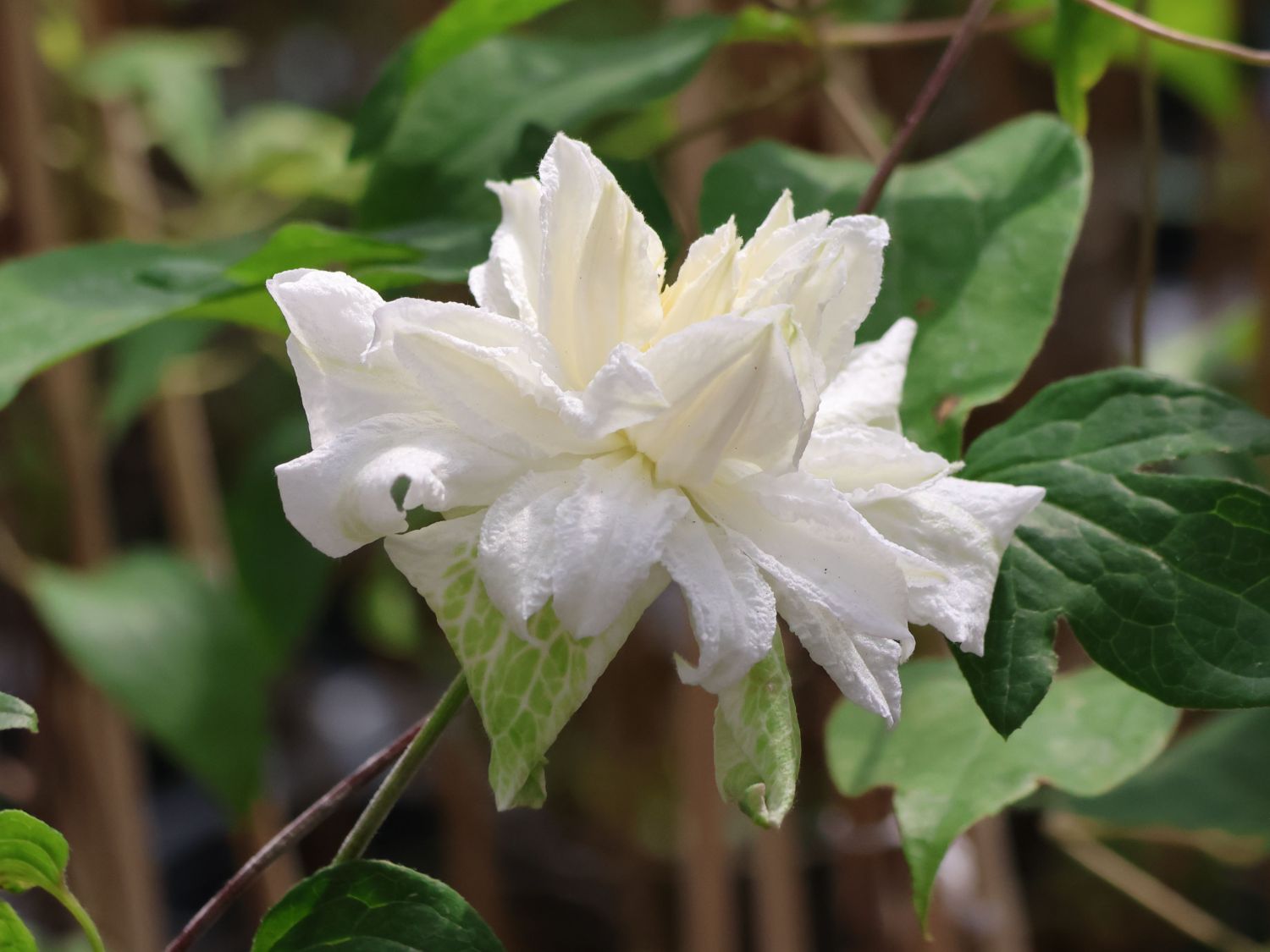 Waldrebe 'White Arabella' - Clematis diversifolia 'White Arabella'