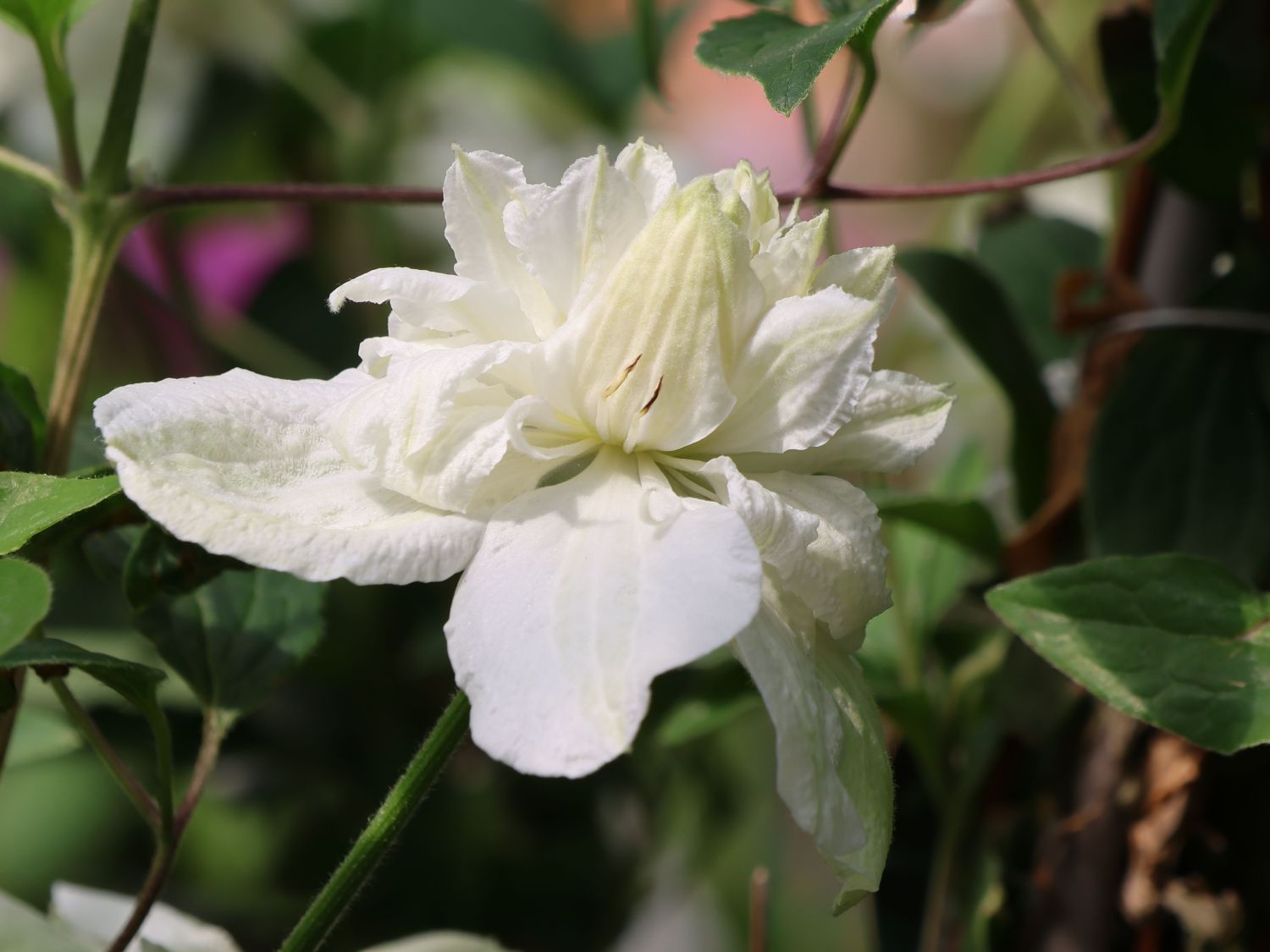 Waldrebe 'White Arabella' - Clematis diversifolia 'White Arabella'