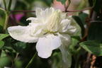 Waldrebe 'White Arabella' - Clematis diversifolia 'White Arabella'