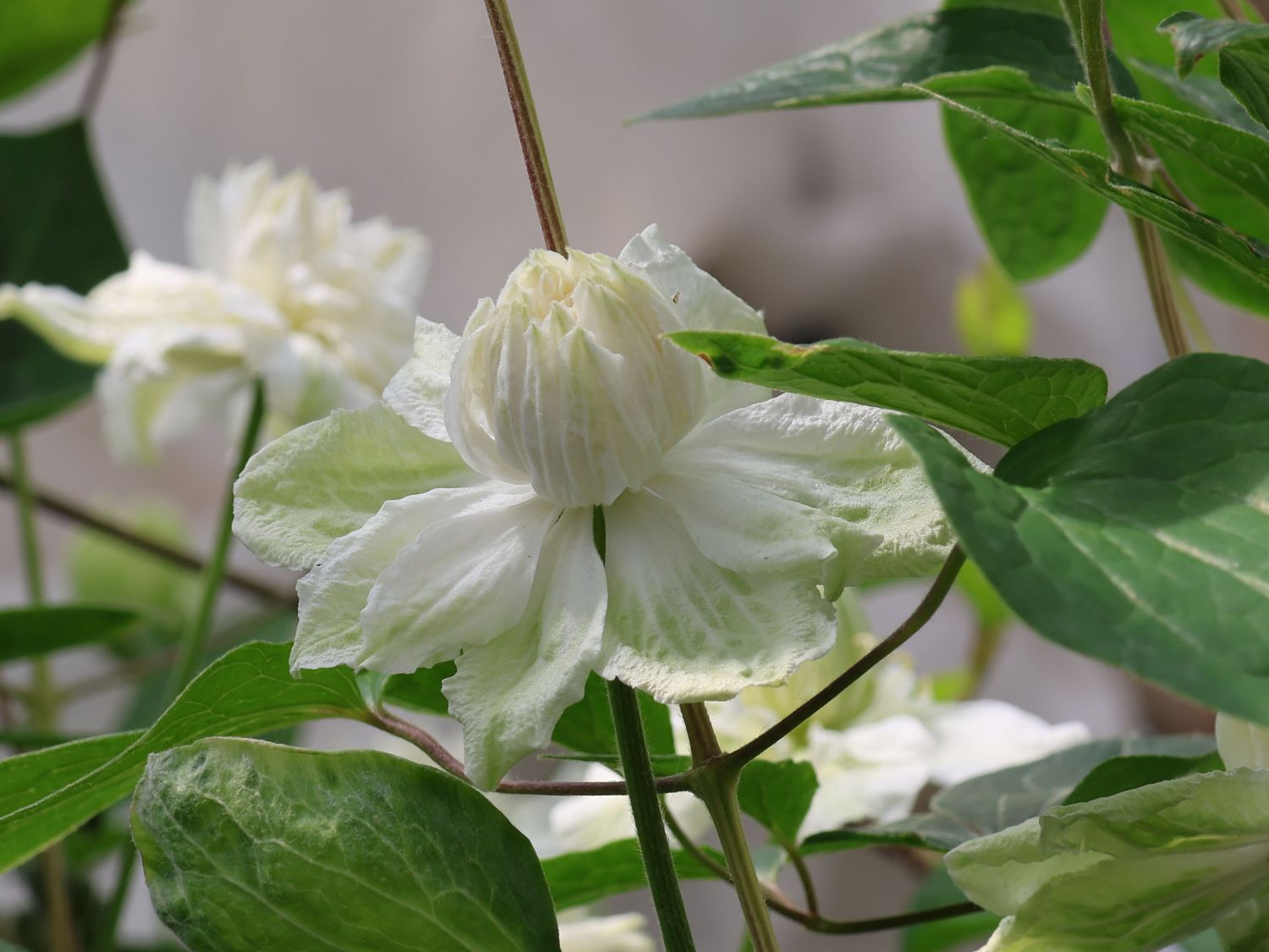 Waldrebe 'White Arabella' - Clematis diversifolia 'White Arabella'
