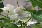 Waldrebe 'White Arabella' - Clematis diversifolia 'White Arabella'