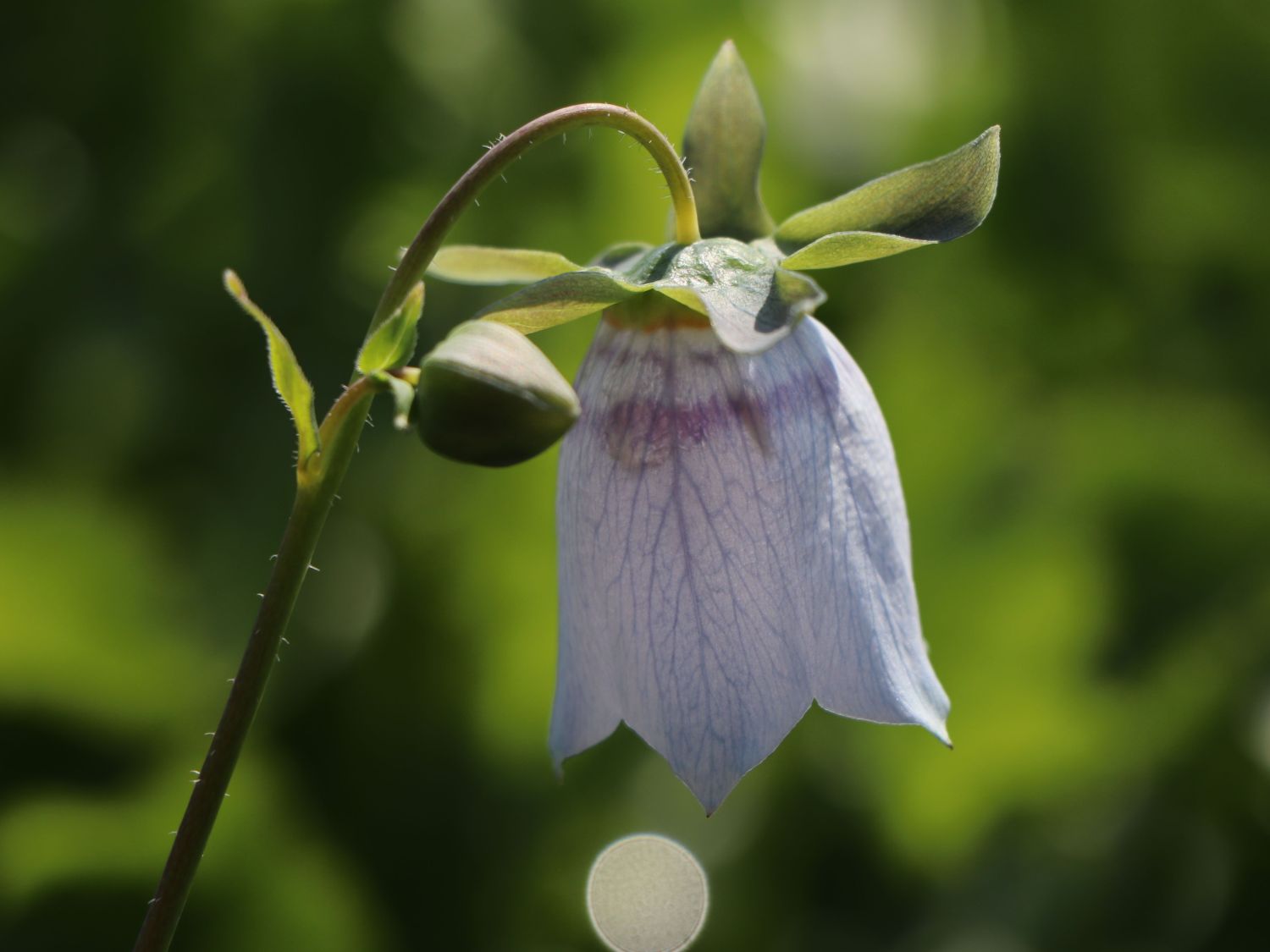 Codonopsis (Codonopsis)