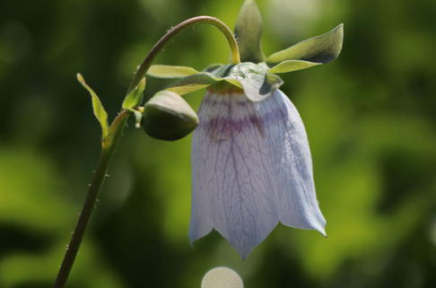 Waldrebenartige Tigerglocke - Codonopsis clematidea
