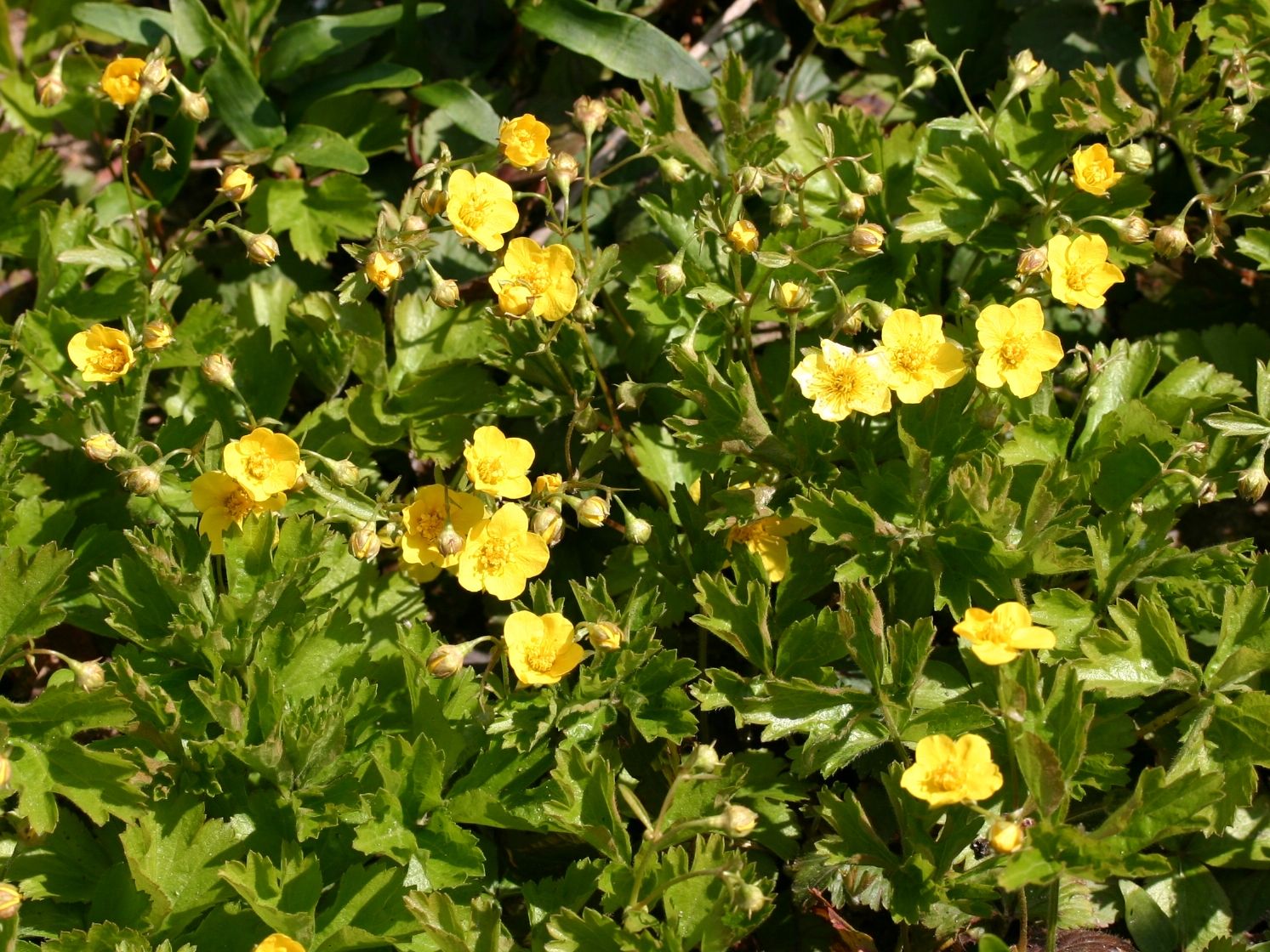 Waldsteinien (Waldsteinia)