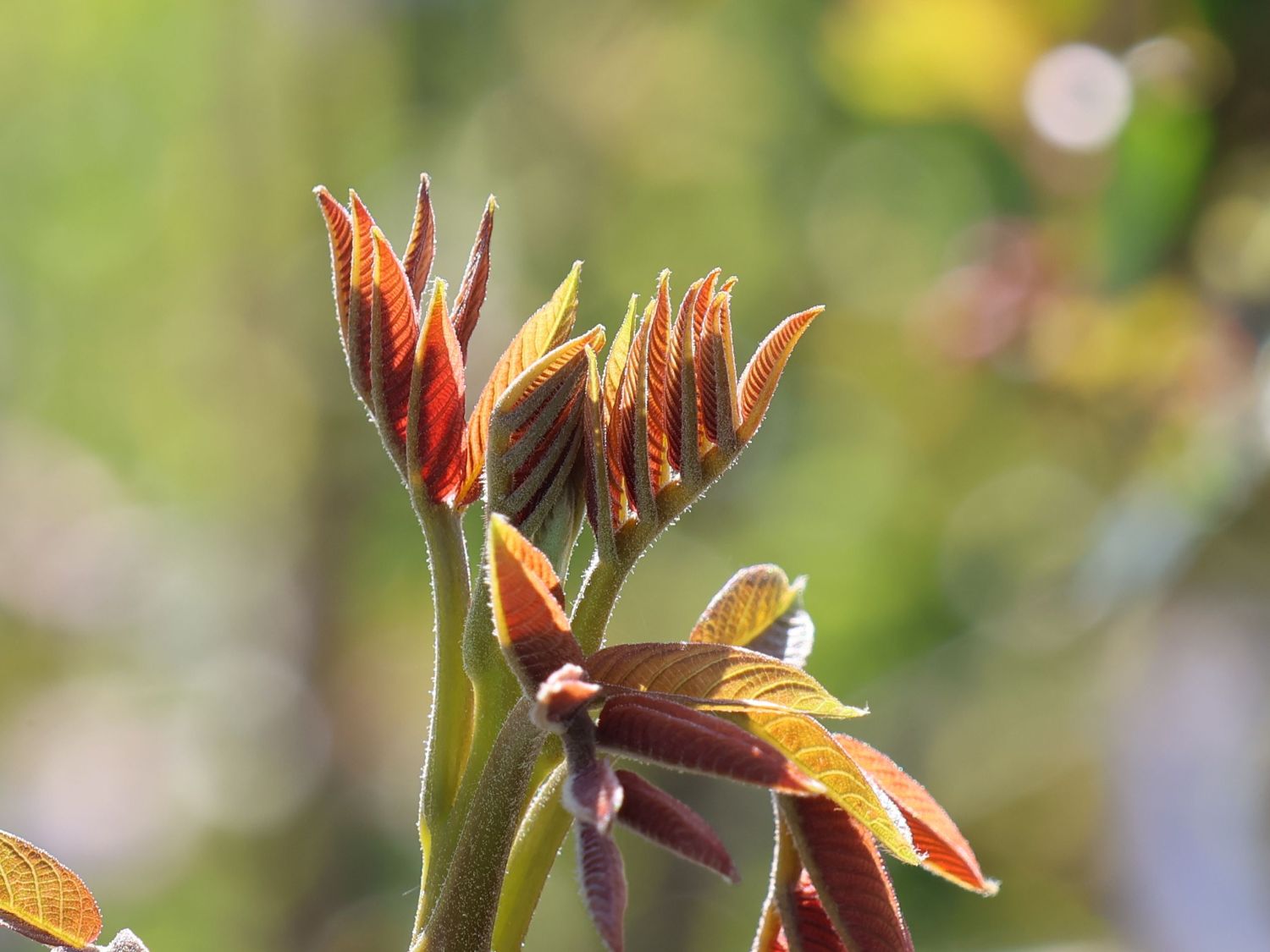 Walnuss 'Bella Maria'