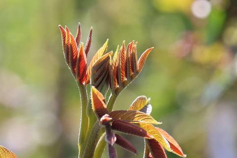 Walnuss 'Bella Maria' - Juglans regia 'Bella Maria'