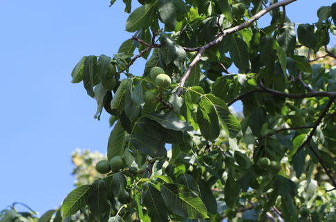 Walnuss 'Broadview' - Juglans regia 'Broadview'