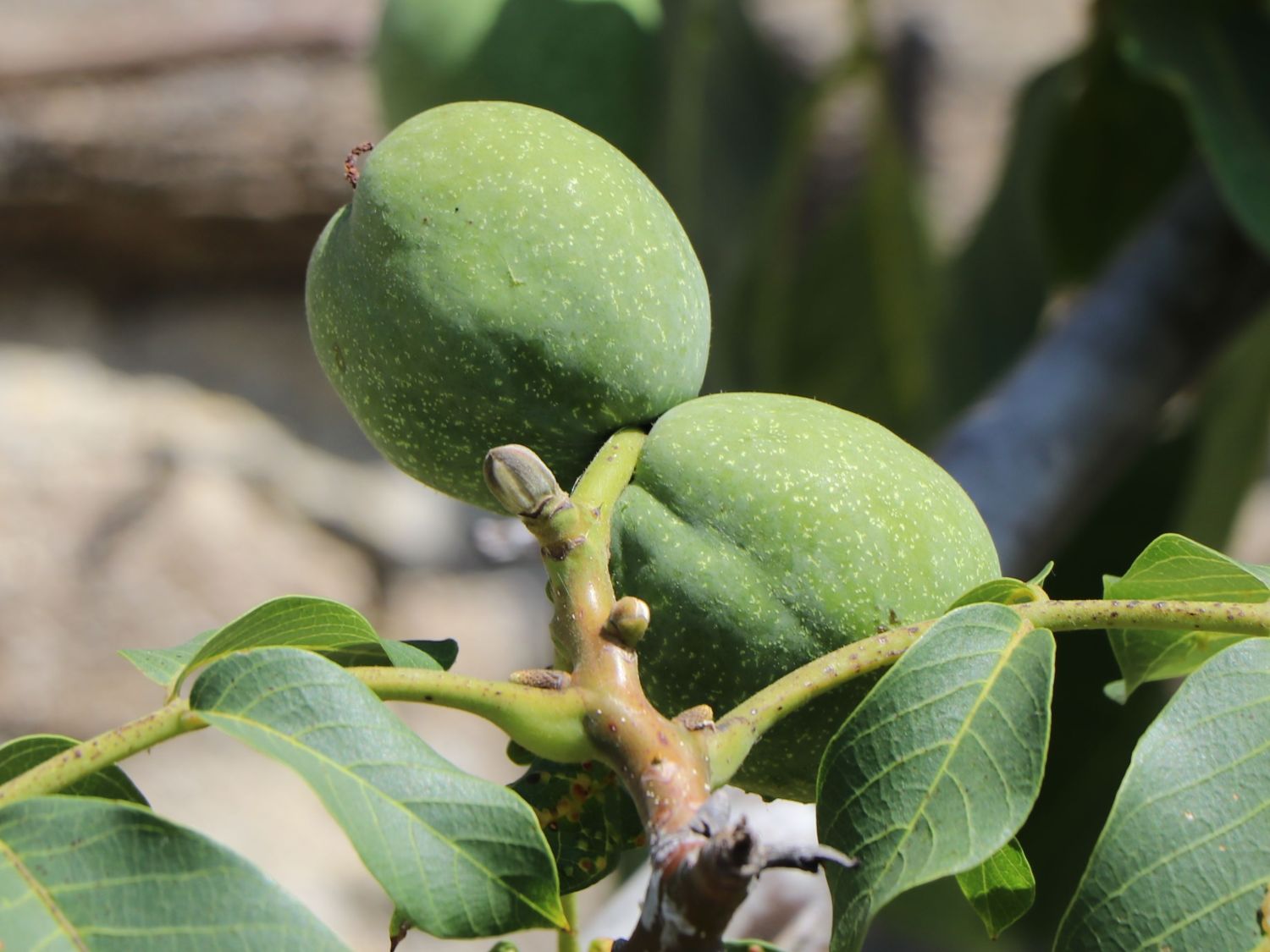 Walnuss 'Broadview' - Juglans regia 'Broadview'