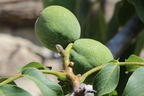Walnuss 'Broadview' - Juglans regia 'Broadview'