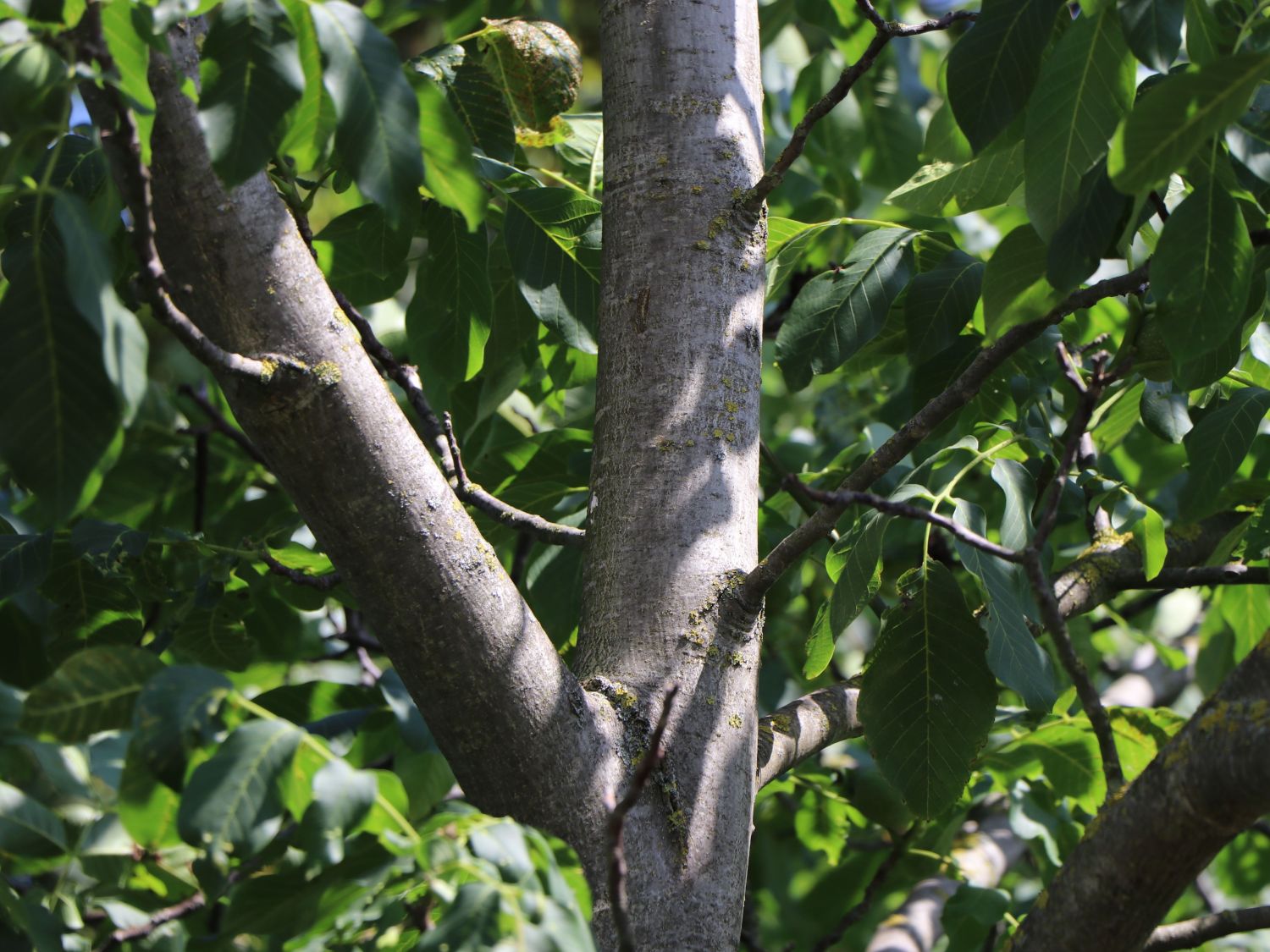 Walnuss 'Broadview' - Juglans regia 'Broadview'