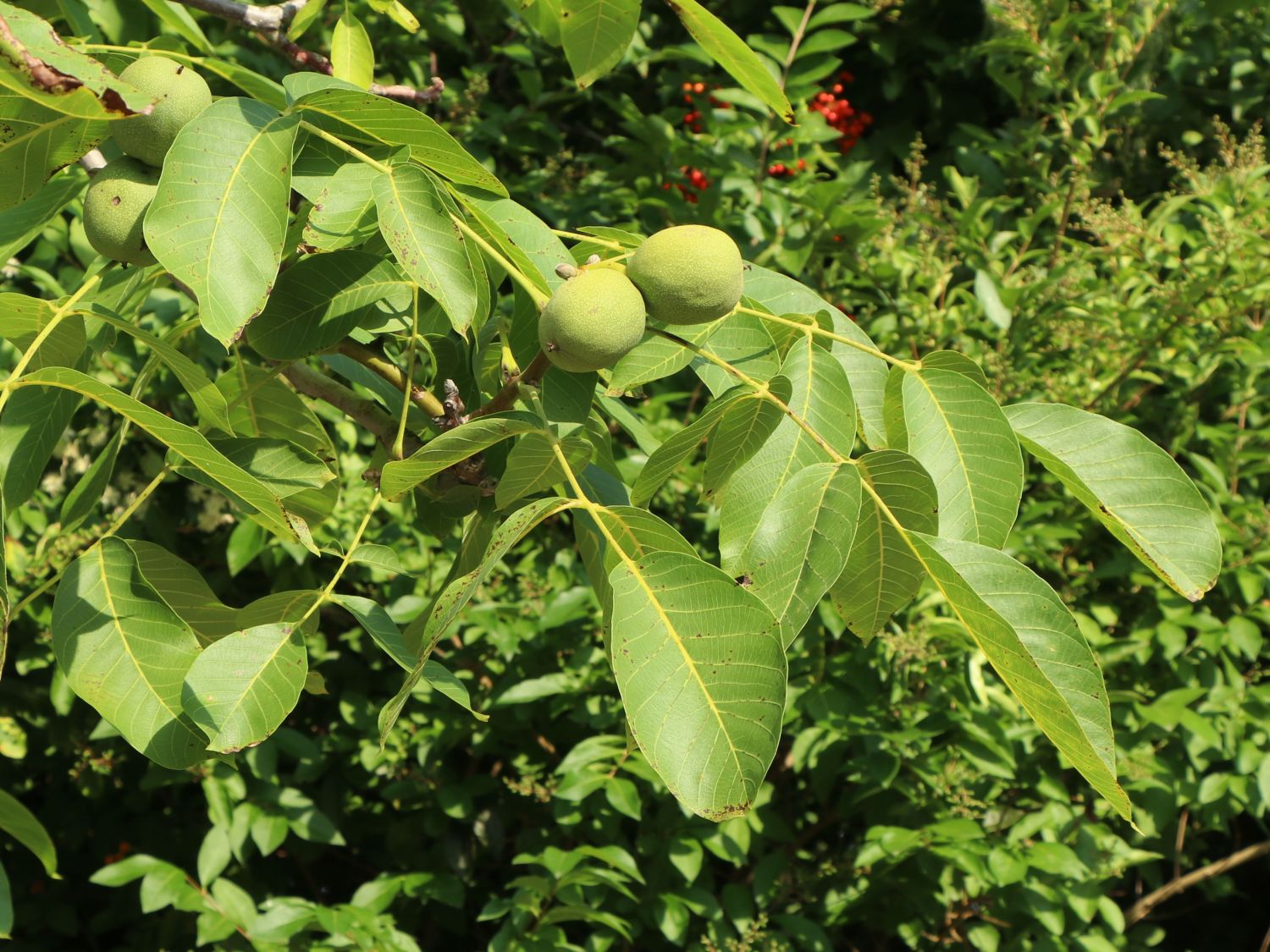 Walnuss 'Buccaneer' Veredelung - Juglans regia 'Buccaneer'