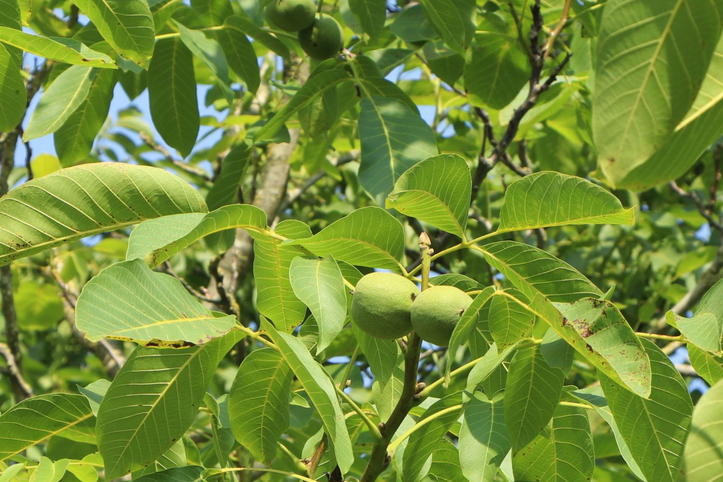 Walnuss 'Buccaneer' Veredelung - Juglans regia 'Buccaneer' - Baumschule ...