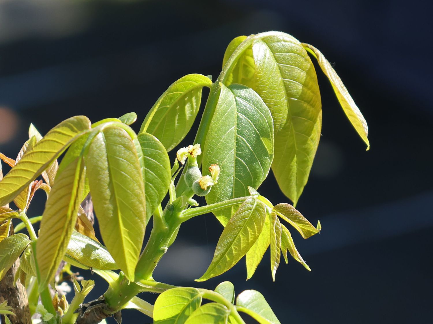 Walnuss 'Dwarf Karlik 3'