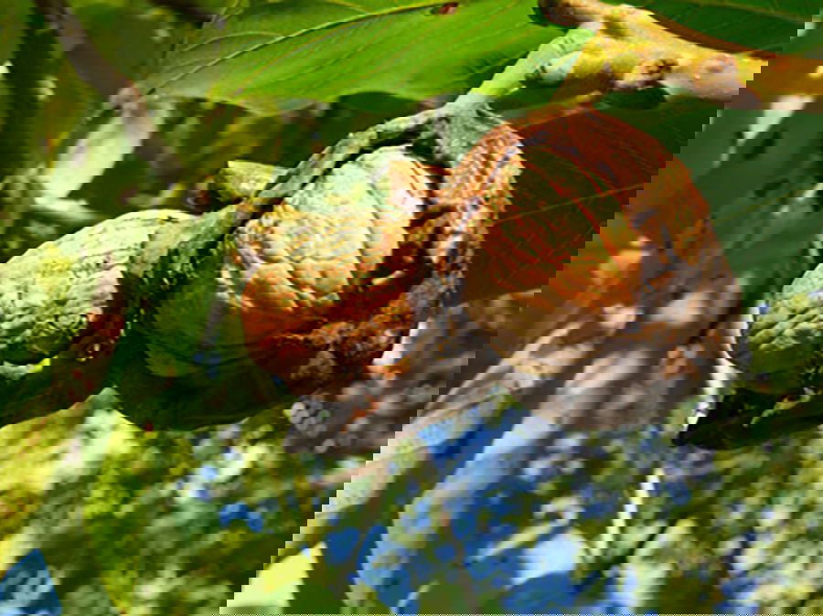 Walnuss 'Esterhazy II' Veredelung