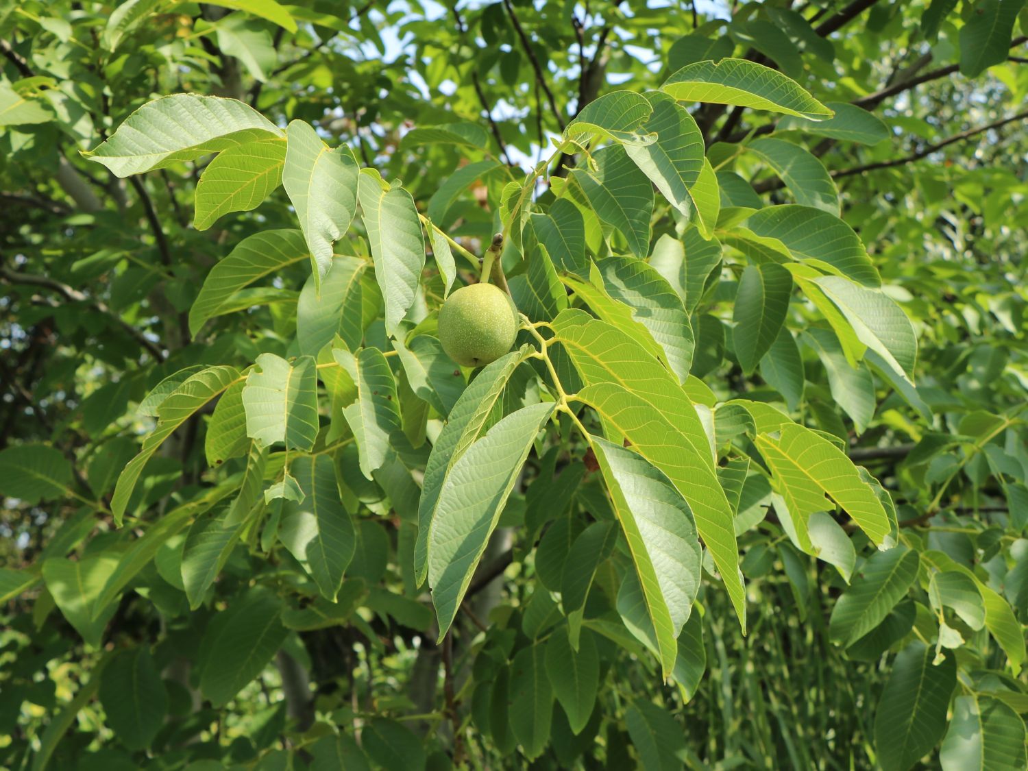 Walnuss 'Jupiter' - Juglans regia 'Jupiter'
