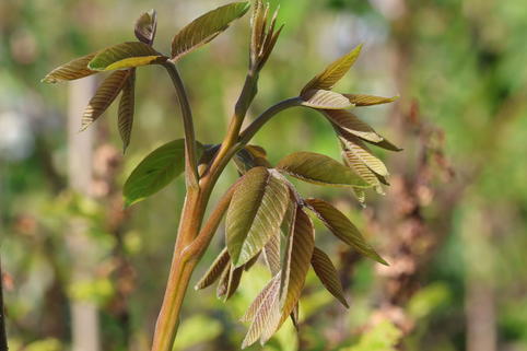 Walnuss 'Lange van Lod' - Juglans regia 'Lange van Lod'