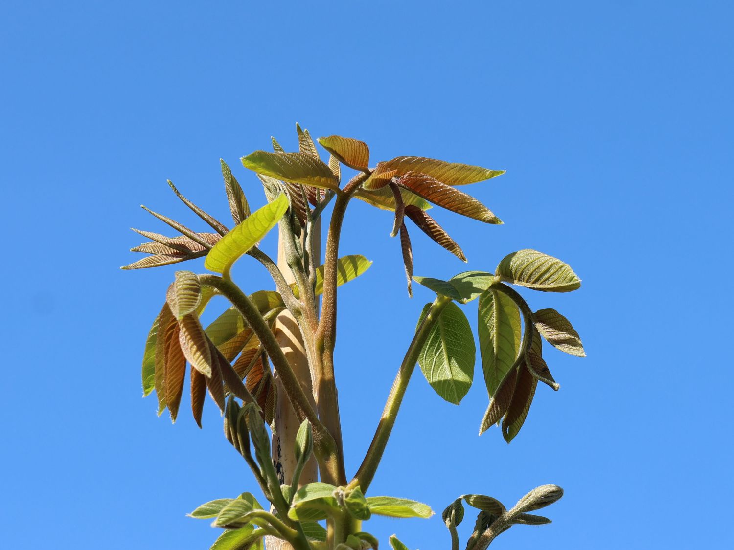 Walnuss 'Lange van Lod' - Juglans regia 'Lange van Lod'