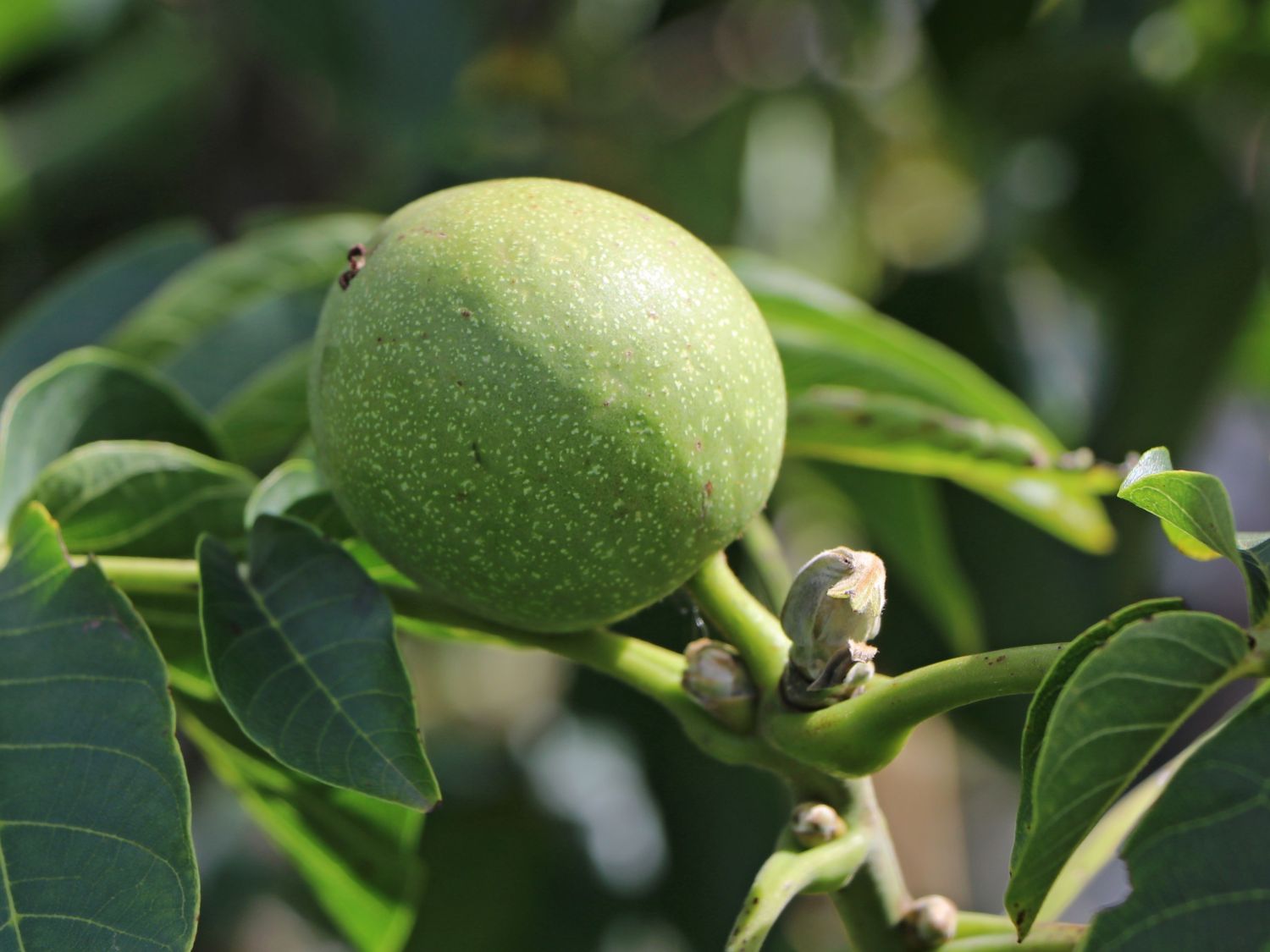 Walnuss 'Mars' Veredelung - Juglans regia 'Mars' Veredelung