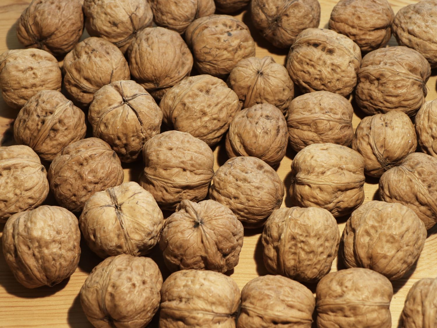 Walnuss 'Nr. 139' Veredelung