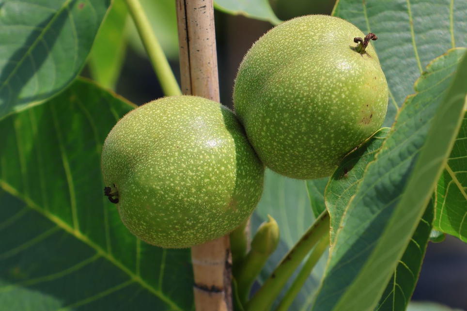 Walnuss 'Nr. 139' Veredelung - Juglans regia 'Nr. 139' Veredelung ...