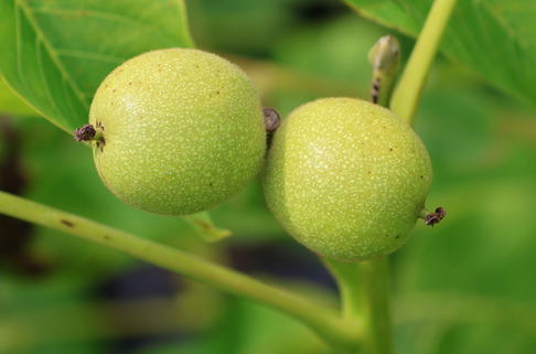 Walnuss 'Rote Donaunuss' - Juglans regia 'Rote Donaunuss'