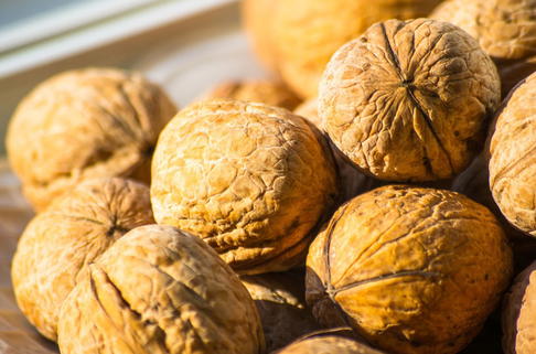 Walnuss 'Seifersdorfer Runde' Veredelung - Juglans regia 'Seifersdorfer Runde'