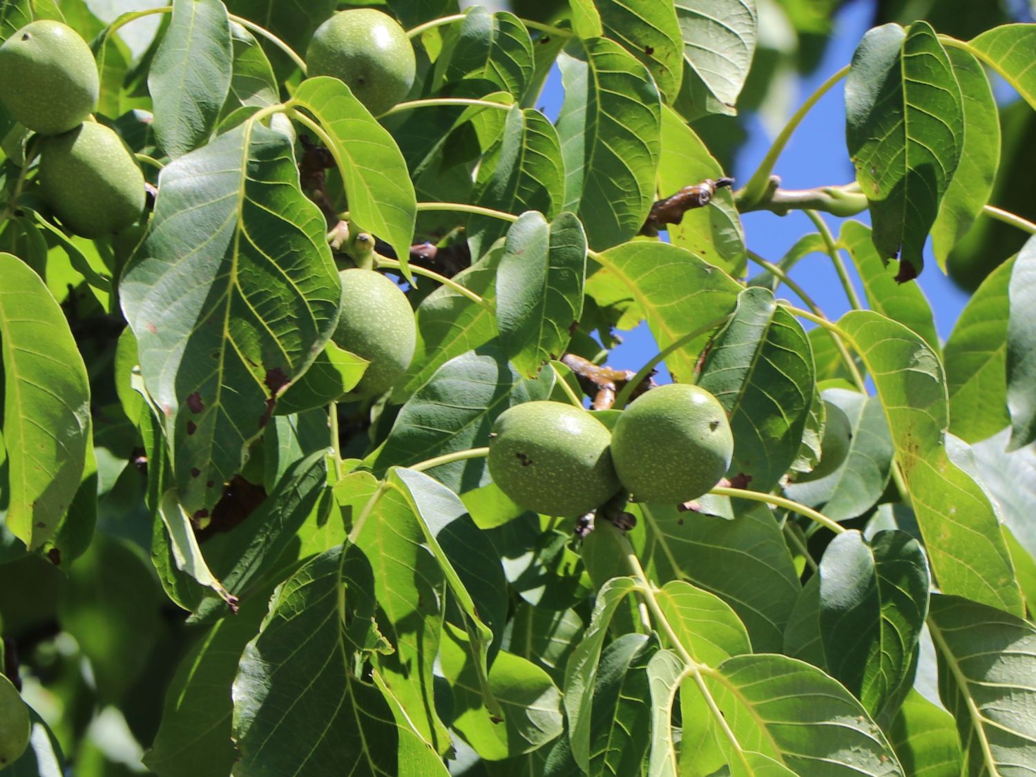 Walnuss 'Weinsberg 1' Veredelung - Juglans regia 'Weinsberg 1'