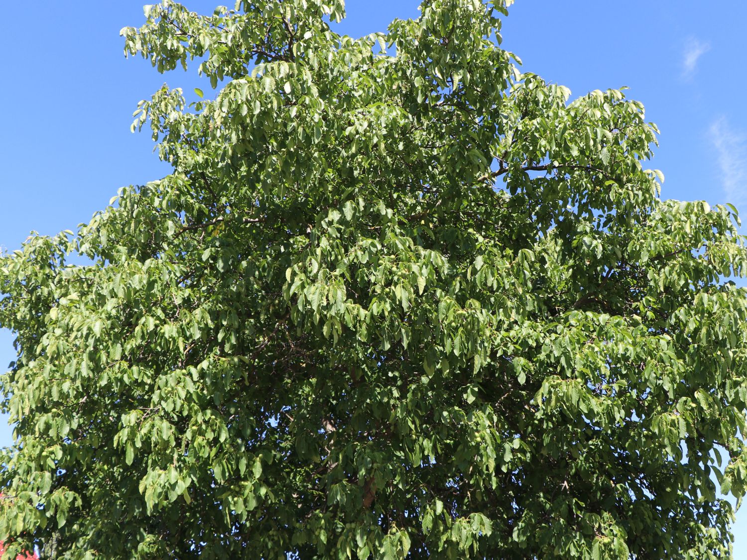 Walnuss 'Weinsberg 1' Veredelung - Juglans regia 'Weinsberg 1'