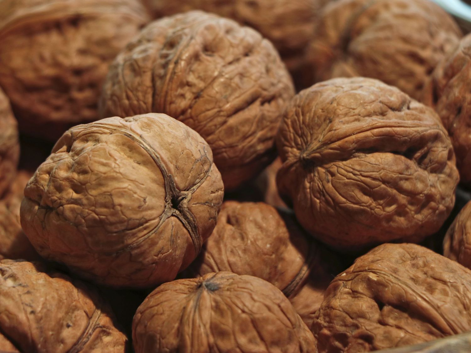 Walnuss 'Weinsberg 2' Veredelung - Juglans regia 'Weinsberg 2'