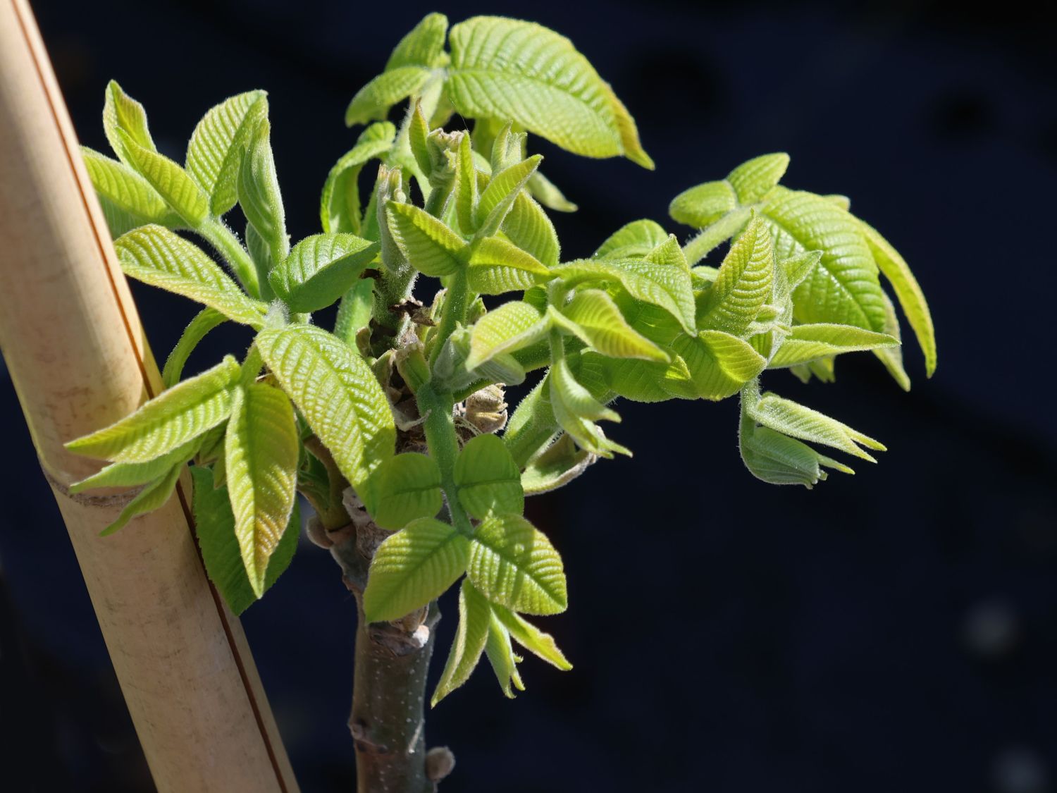 Walnussbaum 'Mitchell'