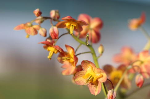 Warley Elfenblume 'Ellen Willmott' - Epimedium x warleyense 'Ellen Willmott'