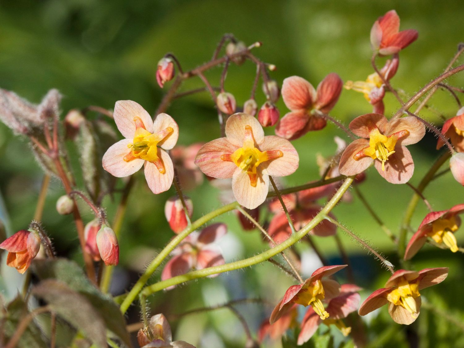Elfenblumen (Epimedium)