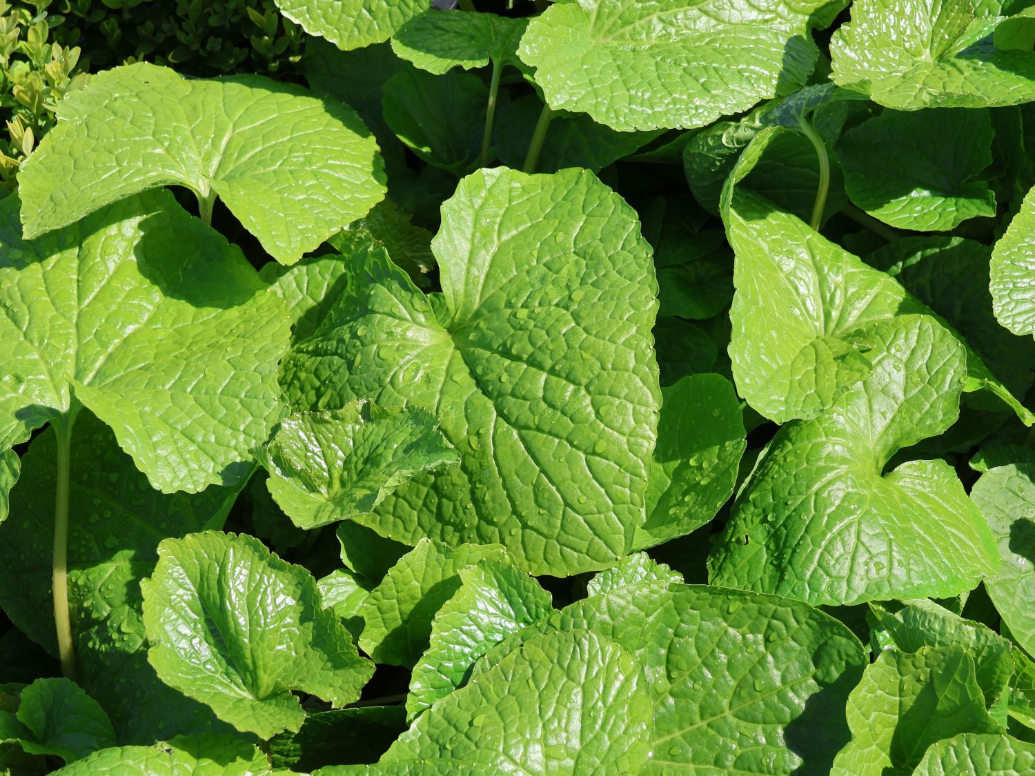 Wasabi, Japanischer Meerrettich 'Mephisto Green'