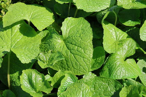 Wasabi, Japanischer Meerrettich 'Mephisto Green' - Eutrema japonicum 'Mephisto Green'
