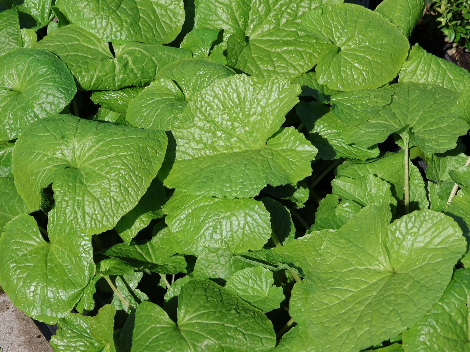 Wasabi, Japanischer Meerrettich 'Mephisto Green' - Eutrema japonicum 'Mephisto Green'